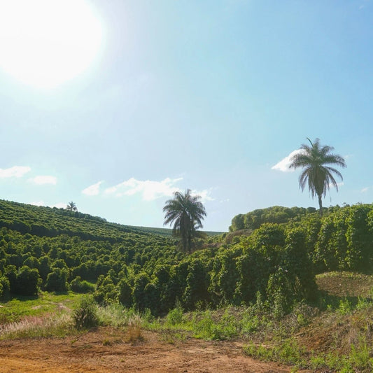New Anaerobic Coffee From Brazil! - Bump 'n Grind Coffee Shop