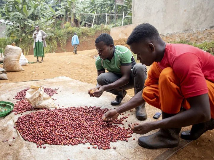 Two New Coffees from Colombia and Uganda - Bump 'n Grind Coffee Shop