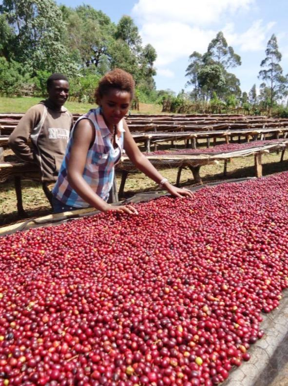 Ethiopia Guji - Light Roast - Bump 'n Grind