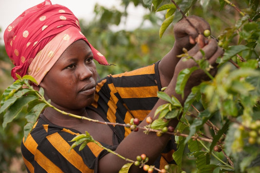 New Fruity, Bright Coffee from Rwanda - Bump 'n Grind Coffee Shop