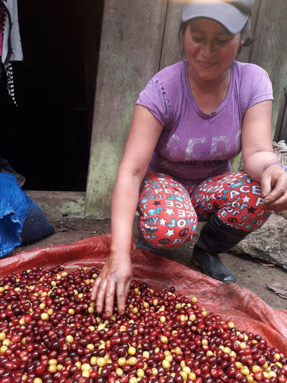 Nicaragua - Matagalpa - Light Roast - Bump 'n Grind Coffee Shop