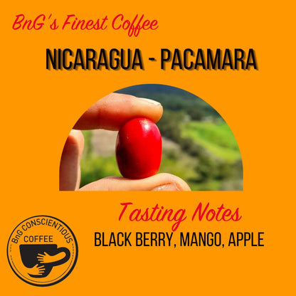 Nicaragua - Pacamara - Bump 'n Grind Coffee Shop