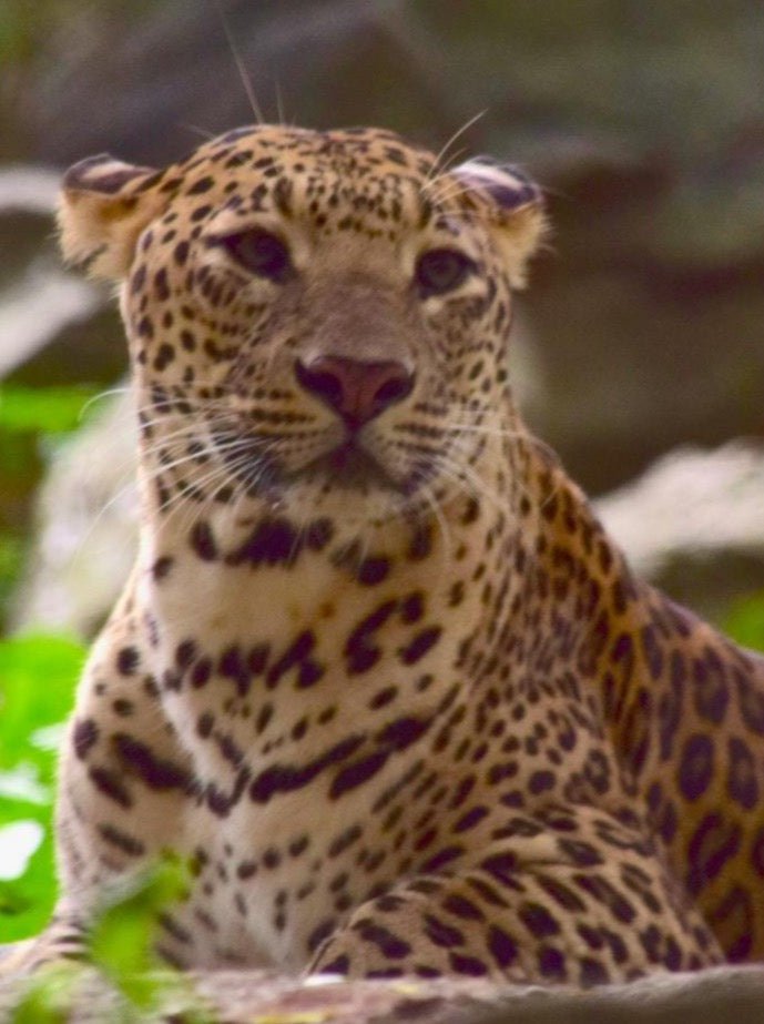 Costa Rica - Tarrazu - Bump 'n Grind Coffee Shop