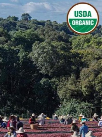 Ethiopia Guji Oranic Dambi Uddo - Light Roast - Bump 'n Grind